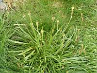 Plantain (Irlande - Co Mayo - Murrisk) (1) (Photo F. Mrugala)